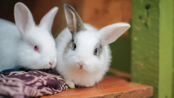 Psychology of Rabbit Behavior